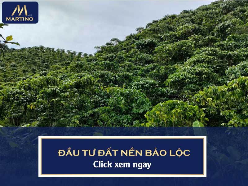 Đầu tư đất Bảo Lộc